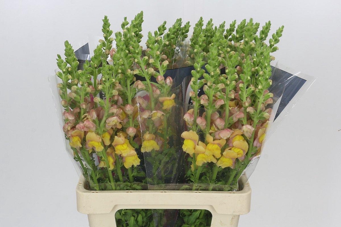 <h4>Antirrhinum Potomac Dark Orange</h4>