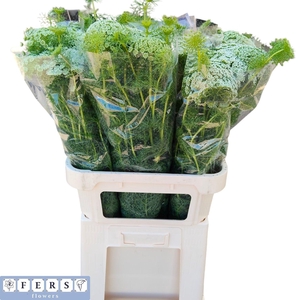 AMMI VIS GREEN MIST