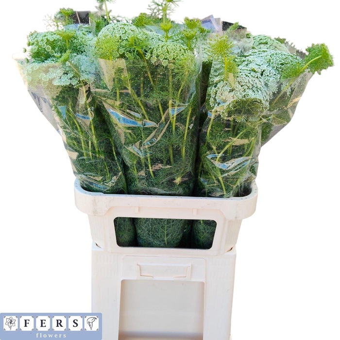 <h4>AMMI VIS GREEN MIST</h4>