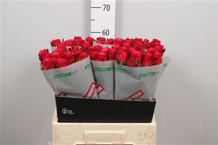 <h4>R Gr Cherry-o!</h4>