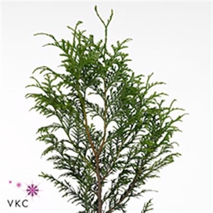 C Thuja Picata Atrovirens