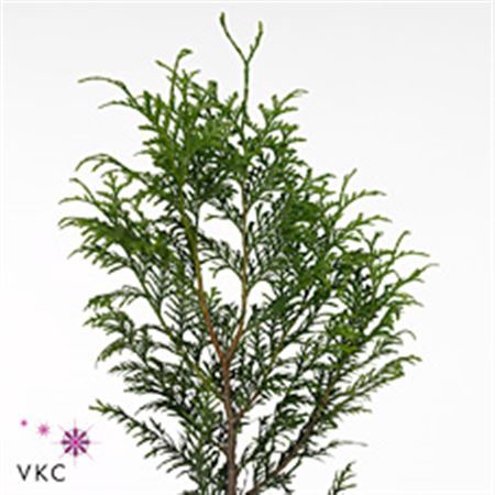 <h4>C Thuja Picata Atrovirens</h4>