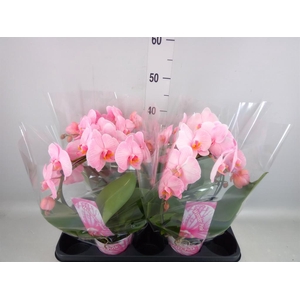 Phalaenopsis   ...