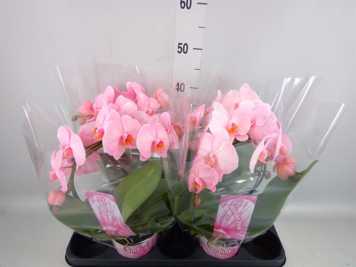 <h4>Phalaenopsis   ...</h4>