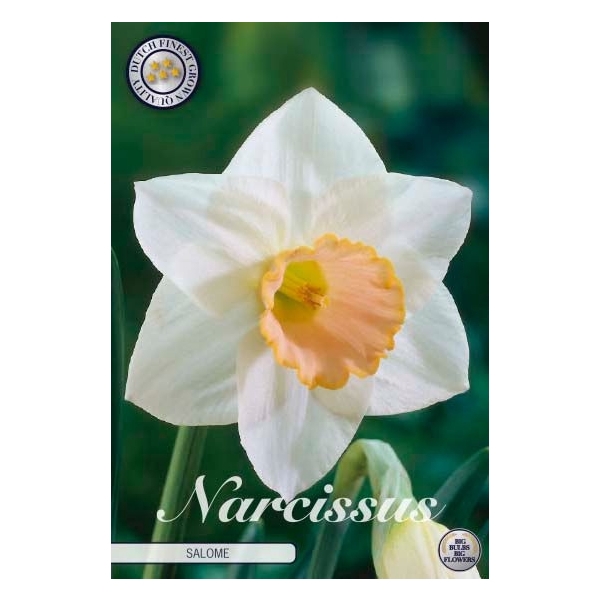<h4>Narcissus Trumpet Salome x5 14/16</h4>