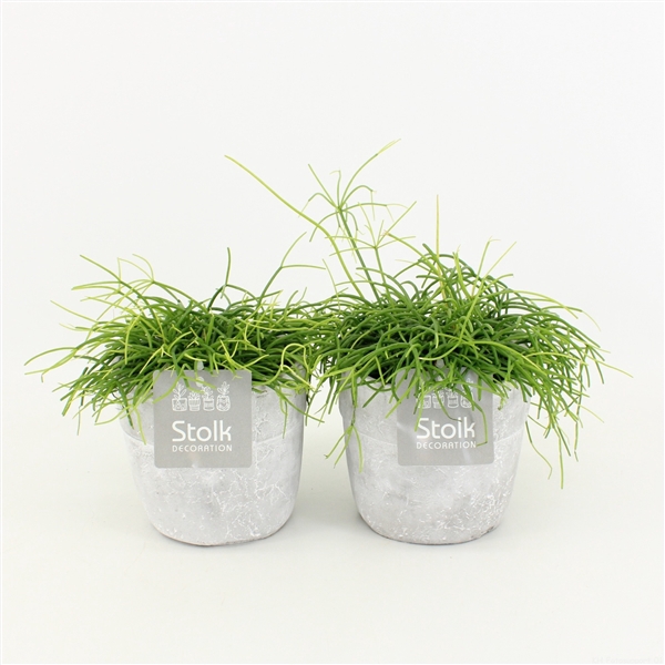 <h4>Rhipsalis Cassutha in stone look pot</h4>