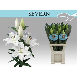 Li Or Severn 5+