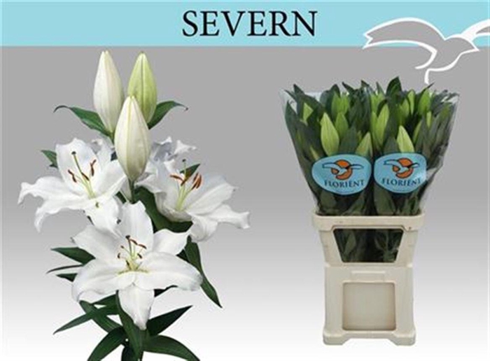 <h4>Li Or Severn 5+</h4>