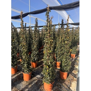 TRAC JASMINOIDES