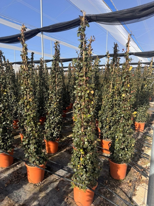 <h4>TRAC JASMINOIDES</h4>