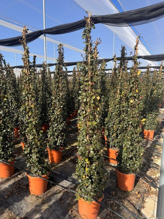 <h4>TRAC JASMINOIDES</h4>