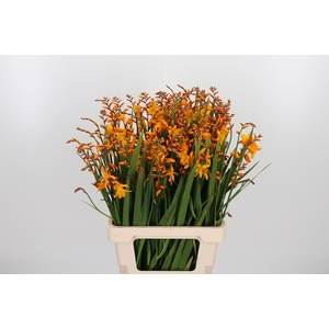 Crocosmia Grbl Overig