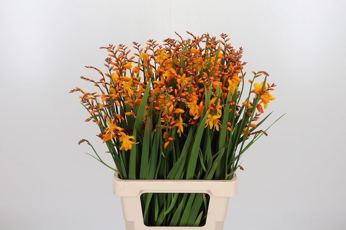 <h4>Crocosmia Grbl Overig</h4>