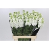 Matthiola Iron White