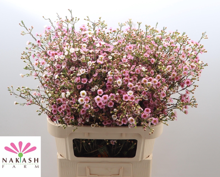 <h4>Cham un Leilani</h4>