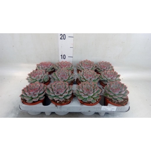 Echeveria  'Hercules'