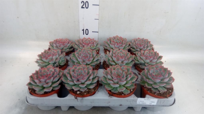 <h4>Echeveria  'Hercules'</h4>