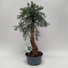 Araucaria Overig Cunningham