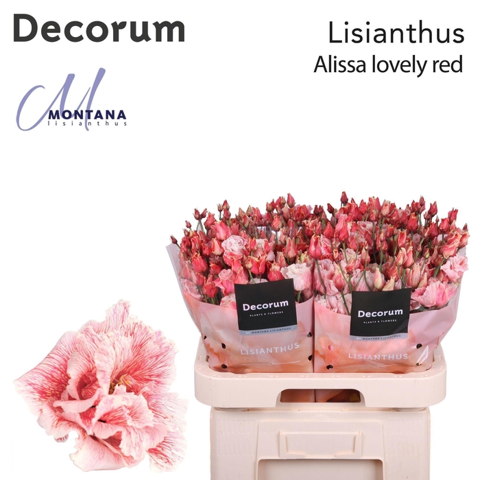 <h4>Lisianthus Dye Alissa lovely red</h4>