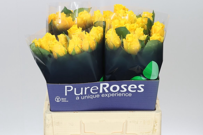 <h4>Rosa Gr Palmares!</h4>