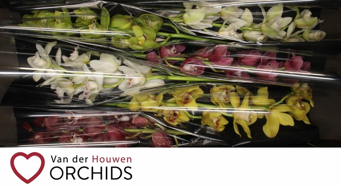 <h4>70 cm gemengd.</h4>