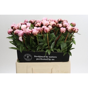 Paeonia Lact. Reine Hortense