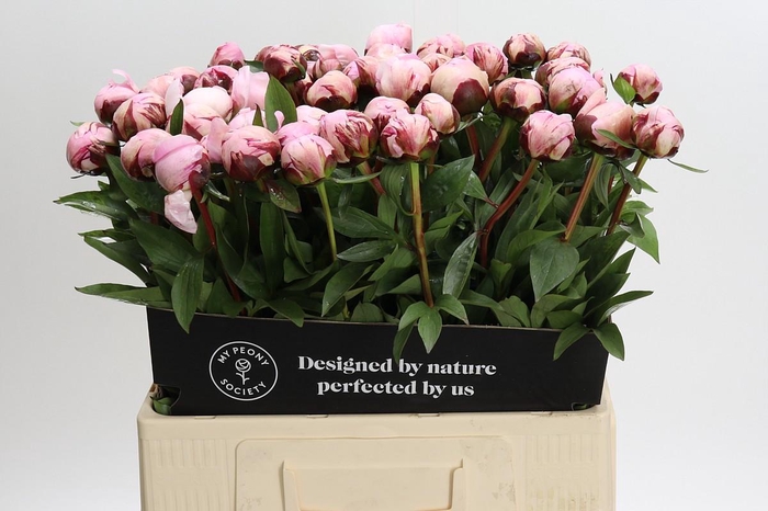<h4>Paeonia Lact. Reine Hortense</h4>
