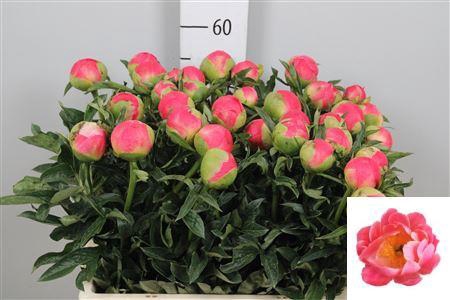 <h4>Paeo Coral Sunset</h4>