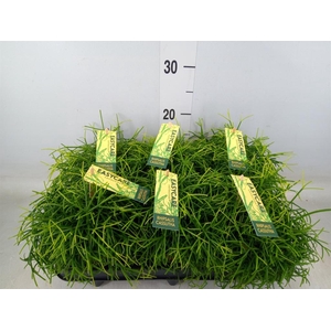 Rhipsalis baccifera 'Oasis'