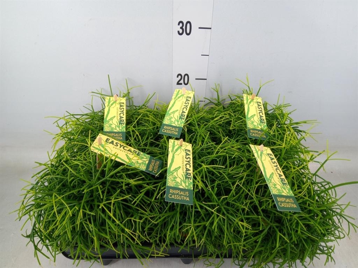 <h4>Rhipsalis baccifera 'Oasis'</h4>