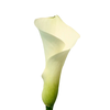 CALLA VENTURA 050 CM