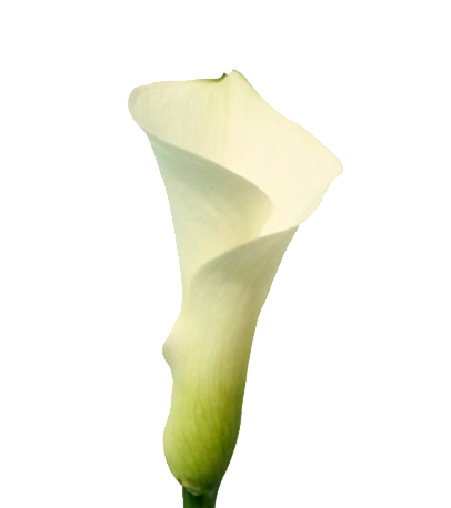 CALLA VENTURA 050 CM