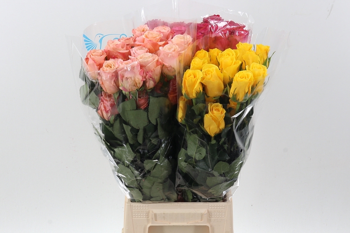 <h4>R Gr Gemengd 50cm Co</h4>