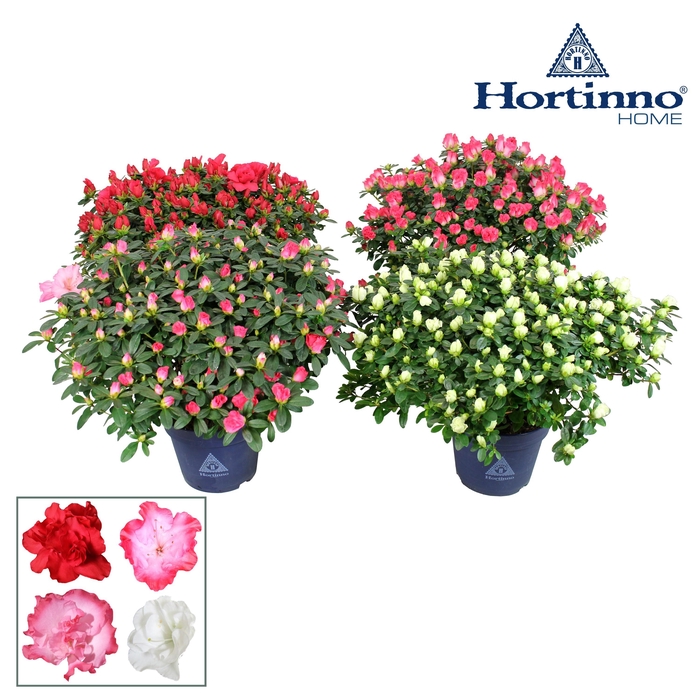 <h4>Hortinno® Home 'Spring Collection' 35 - 37 cm</h4>