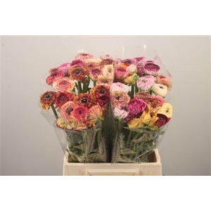 Ran El. Cappuccino Ex