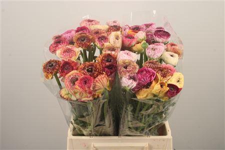 <h4>Ran El. Mix Pink Extra</h4>