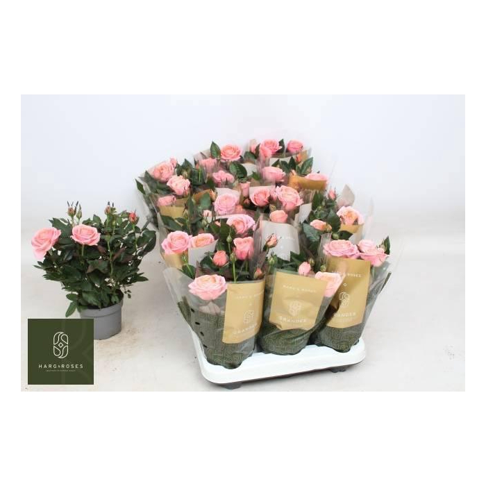 <h4>Ro Adele Kord Gr</h4>