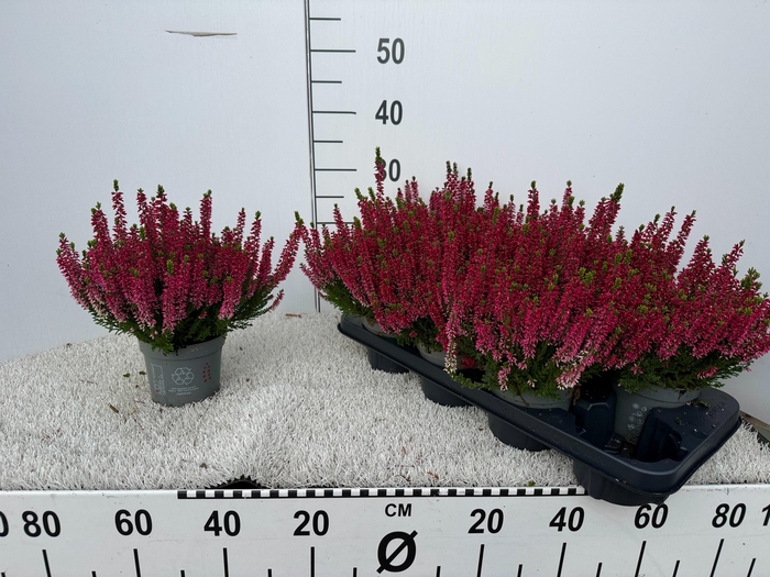 <h4>CALLU BL SCARL EARLY</h4>