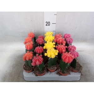 Gymnocalycium mihanov. 'Japan'  mix