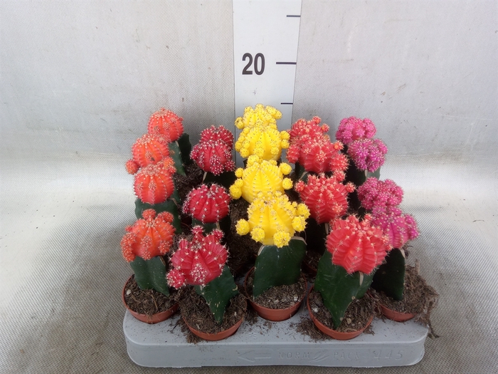 <h4>Gymnocalycium mihanov. 'Japan'  mix</h4>