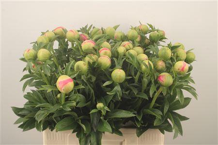 <h4>Paeo L Coral Sunset Ex</h4>