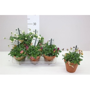 Viola End F1 Gemengd Stenen Pot