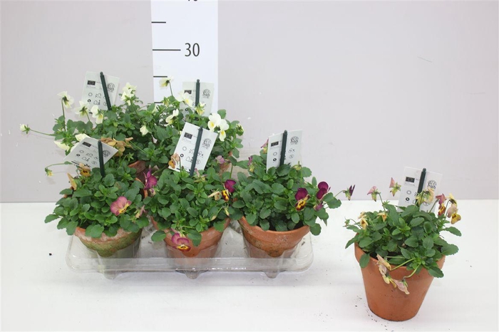 <h4>Viola End F1 Gemengd Stenen Pot</h4>