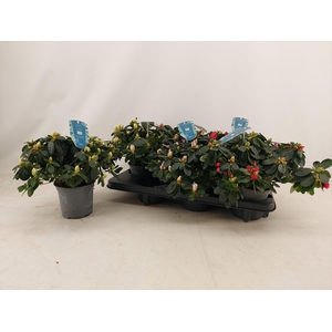 RHODO SI V GEM 4 SRT