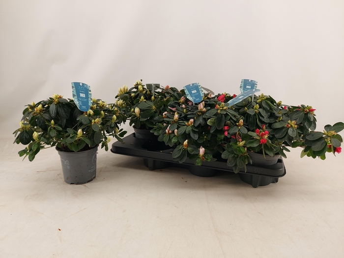 <h4>RHODO SI V GEM 4 SRT</h4>