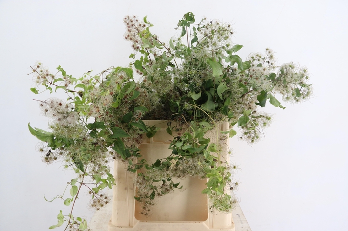 <h4>CLEMATIS VITALBA 060CM</h4>