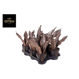 Sansevieria Star Canyon Granite P12