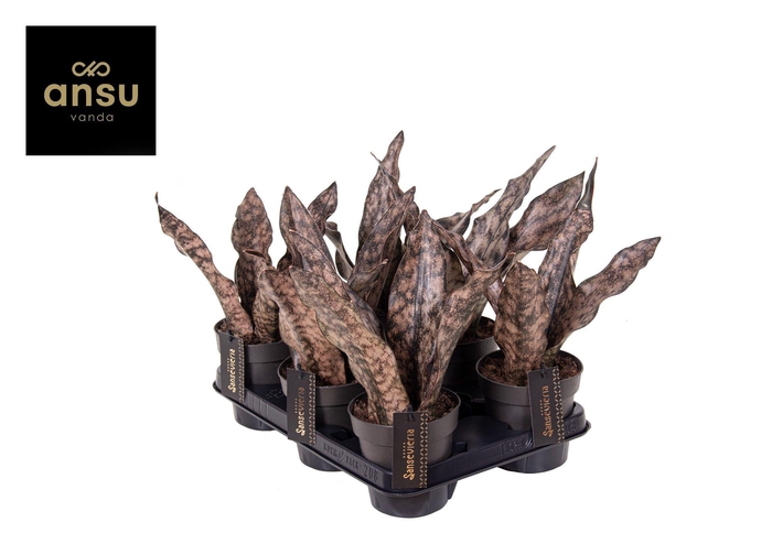 <h4>Sansevieria Star Canyon Granite P12</h4>