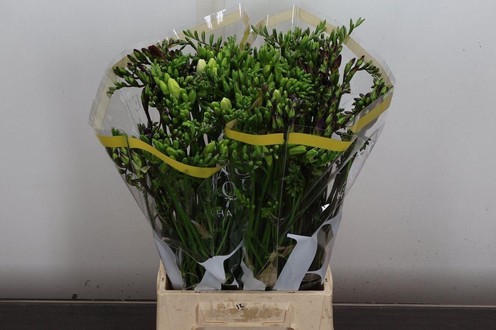 <h4>Fr En Mixed Ex</h4>