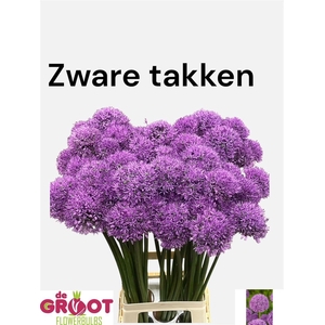 ALLIUM GLADIATOR